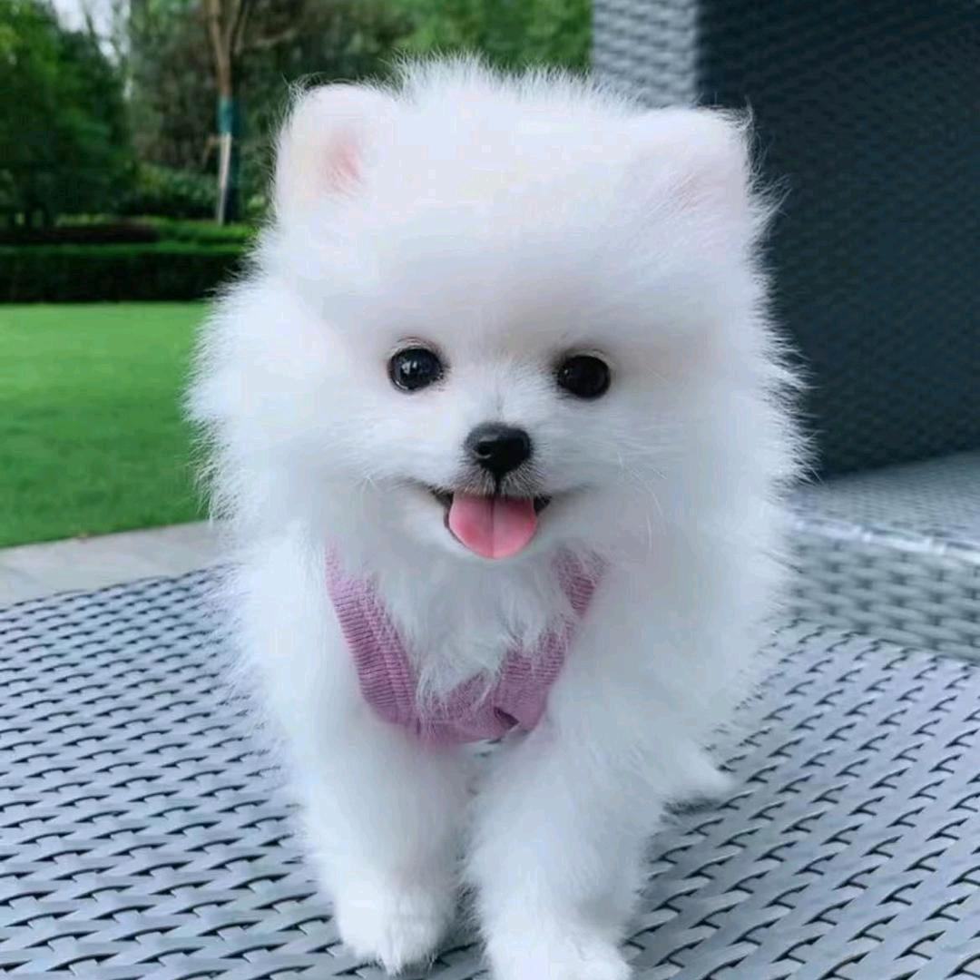 猫狗万事屋-美哆哆宠物用品