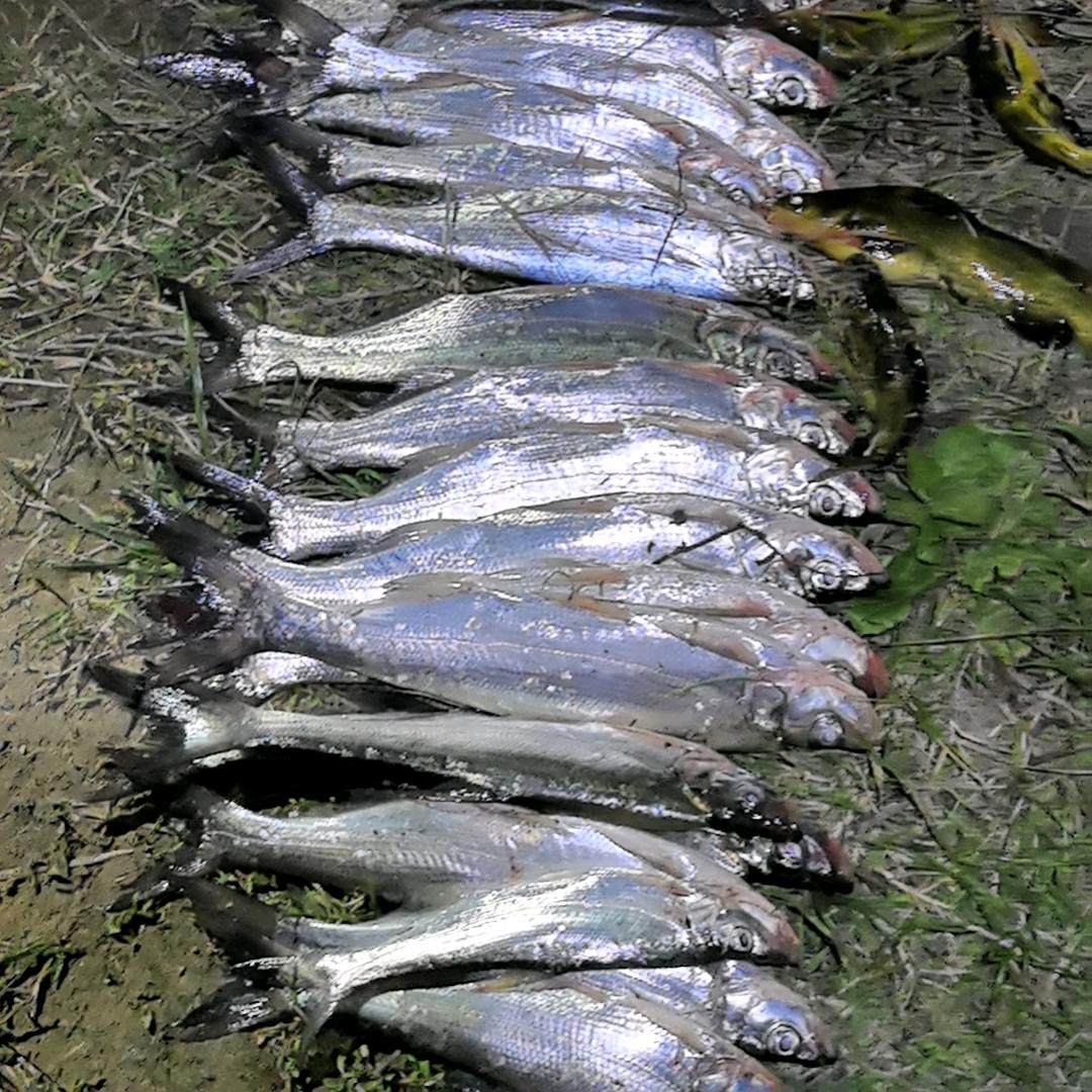 台钓🎣王子🤴