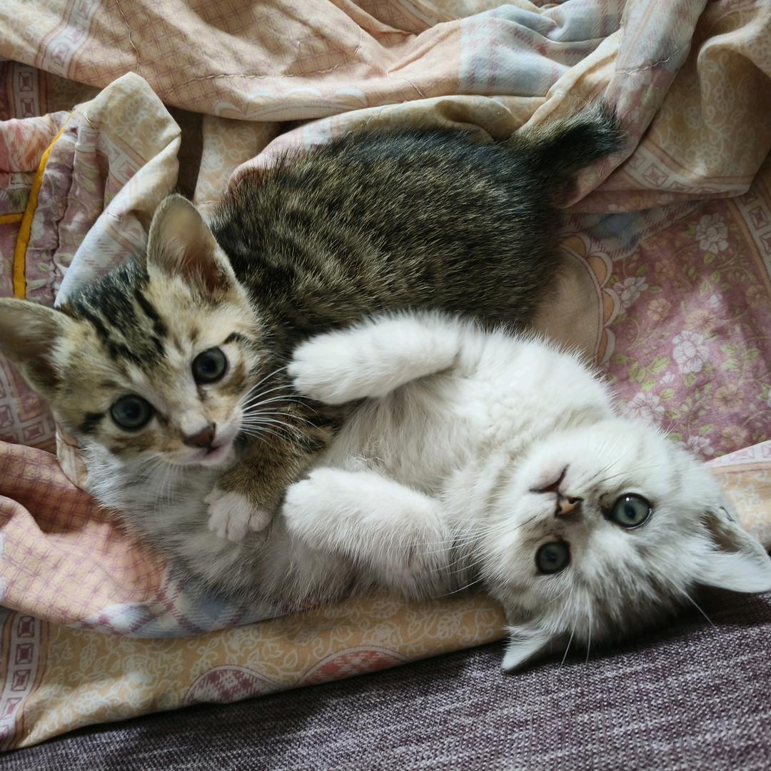 钱钱和拉💩大王