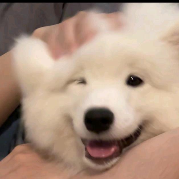 土豆不二