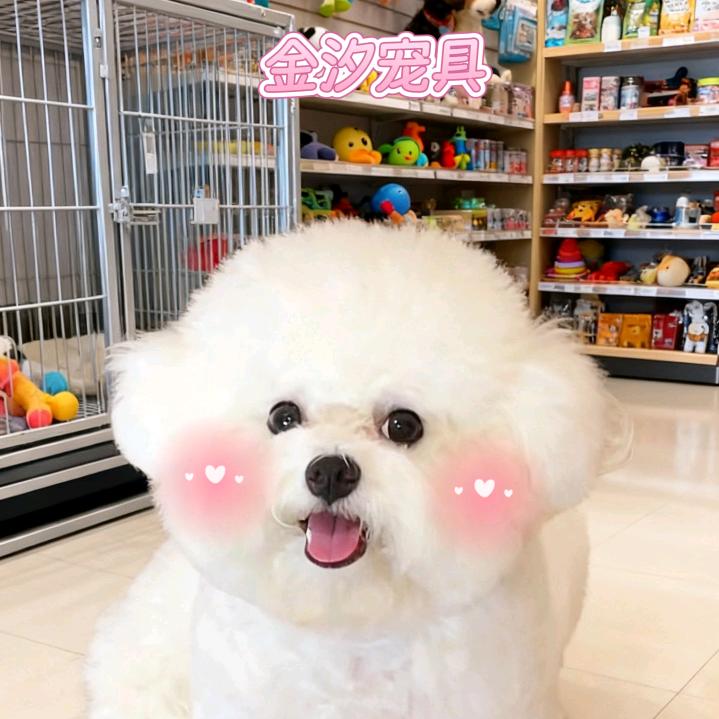 金汐宠具