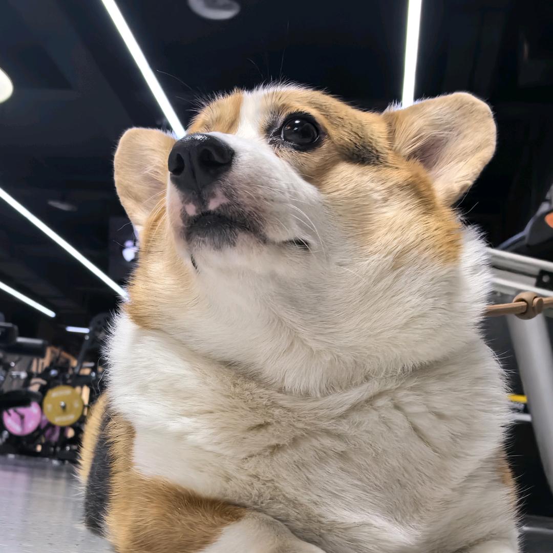 小猪羔子