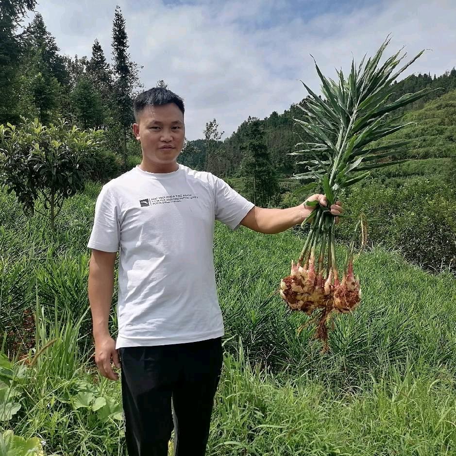 黔 姜  生鲜