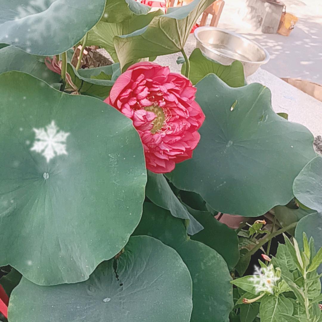 幸福一家