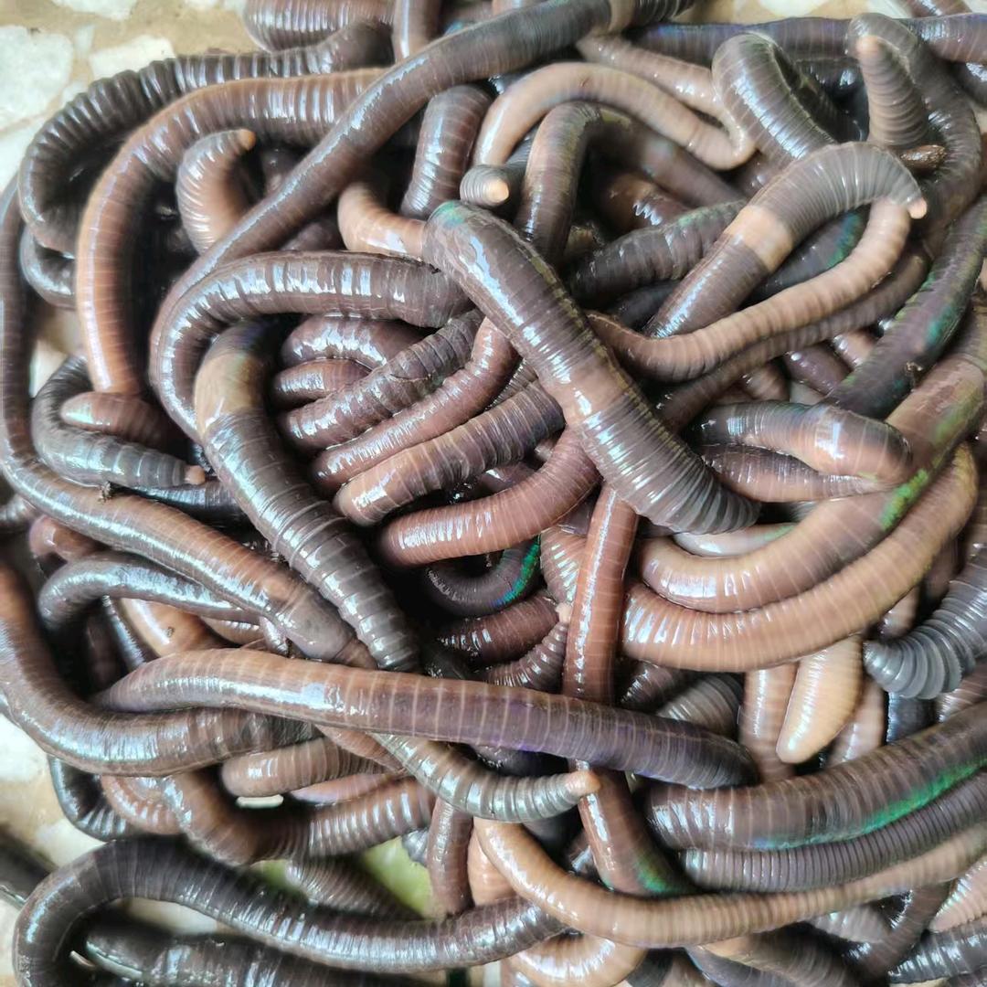 撞死四只鸡渔具店