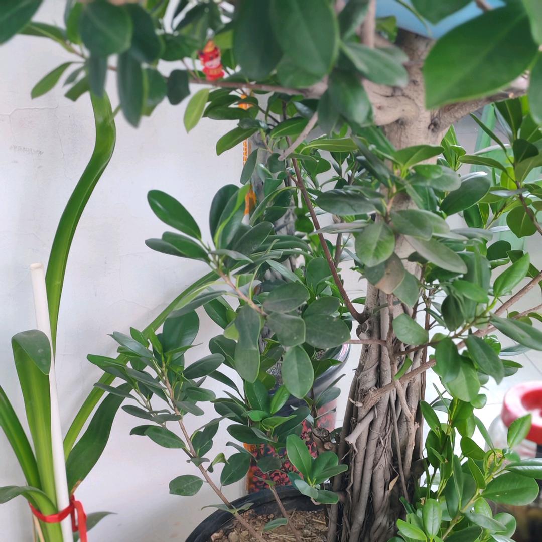 万微美容养生馆，七天帮你减3到5斤。