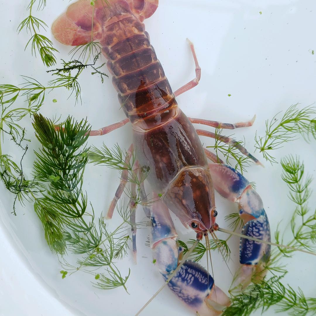 港湾观赏虾