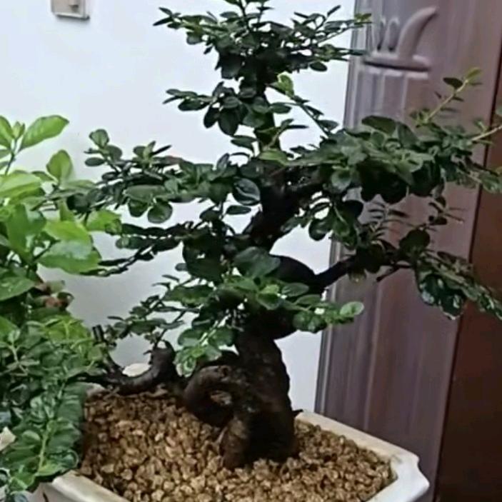 老花匠