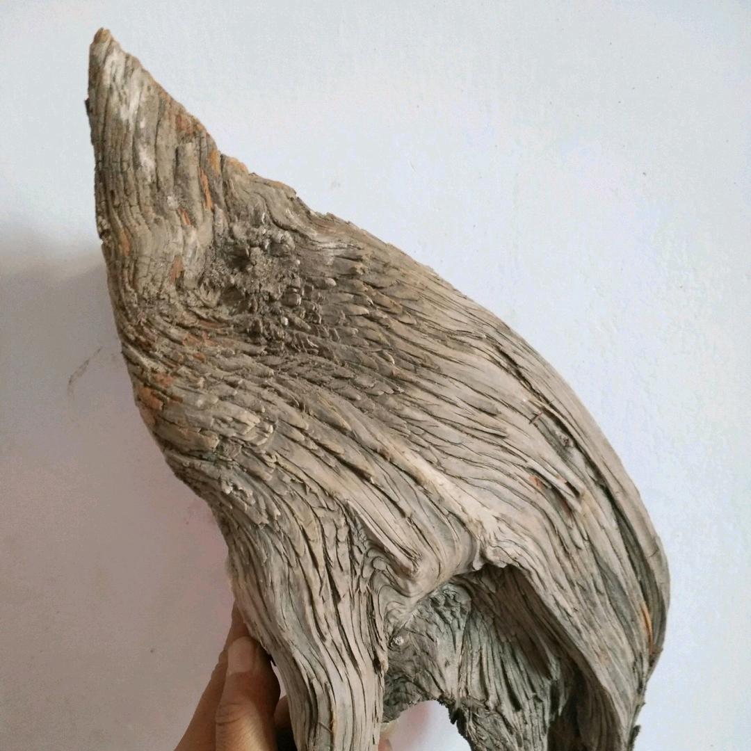 易县北太行山崖柏