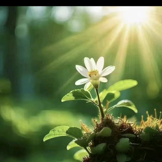 🍬🌻……佳梅