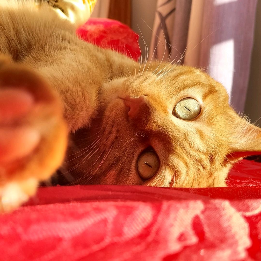 inn🌱（迷恋ses版）