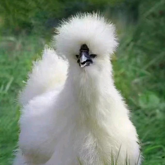 高中历史教资科目三(必过版)