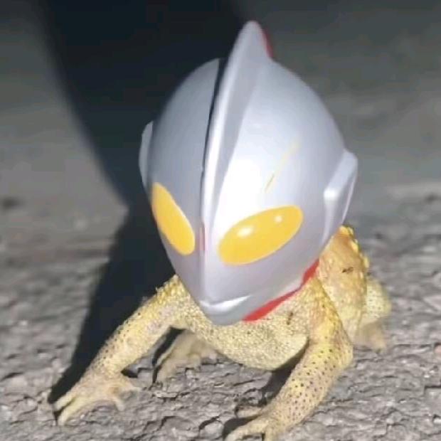 胖哥哥