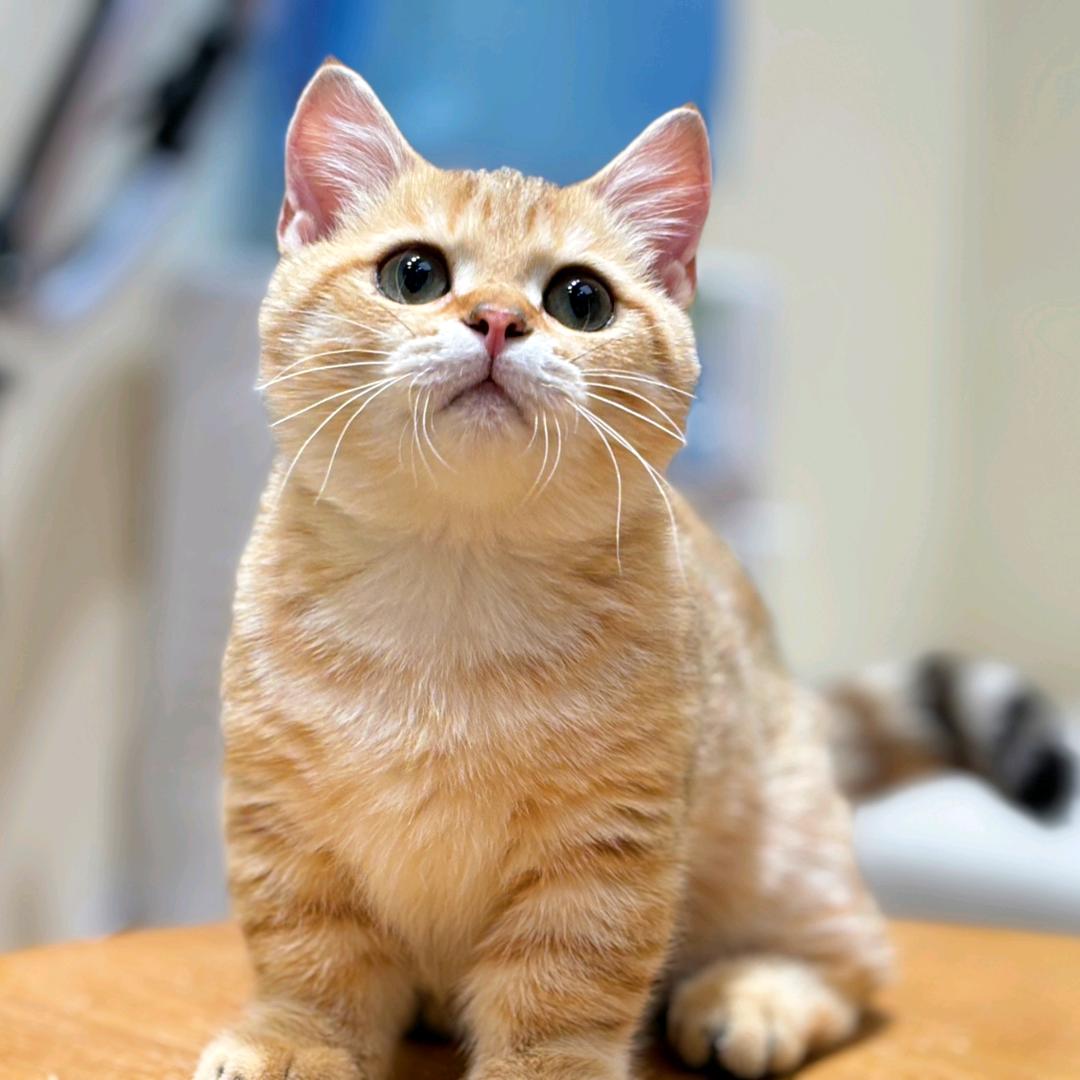 汤圆是一只猫