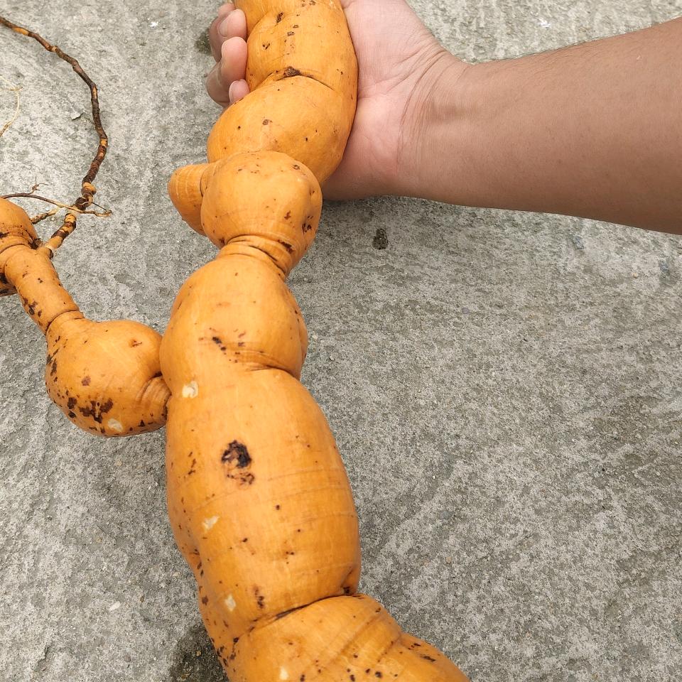 羊姐