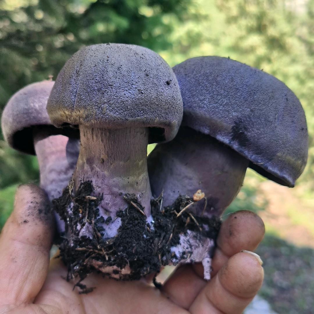 飞龍    财富自由才是自由