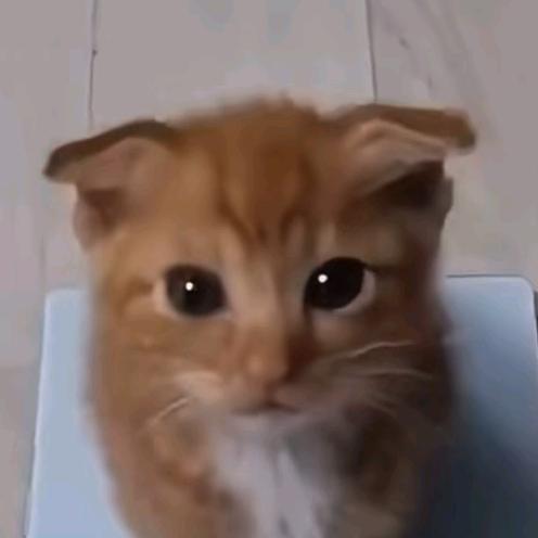 小猫牙