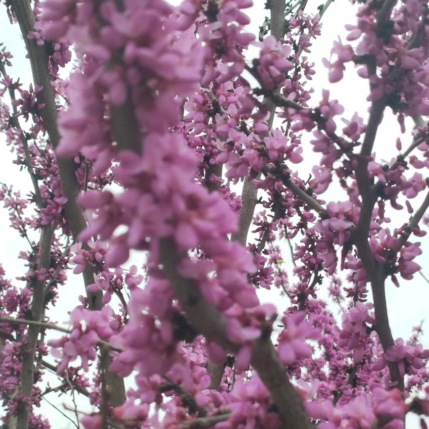 林芝🎤首播
