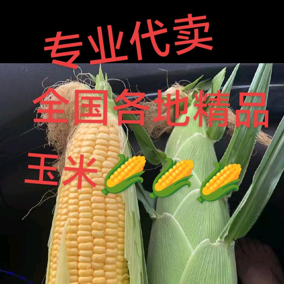 娟玉米🌽🌽🌽……………（单身）