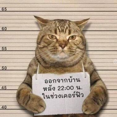 GGB猪猪侠
