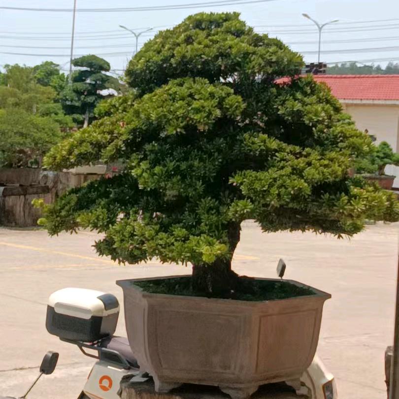 美好未来