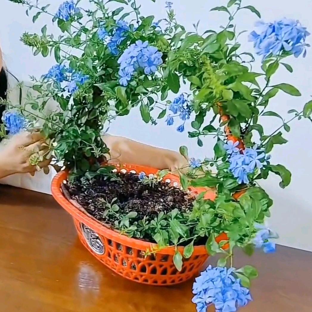 红豆好物分享
