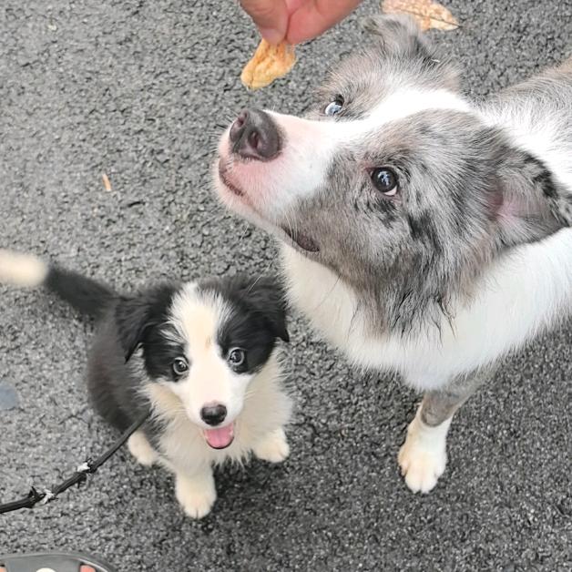 久久岁岁日记（遛狗版）