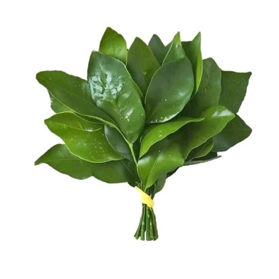 折槐