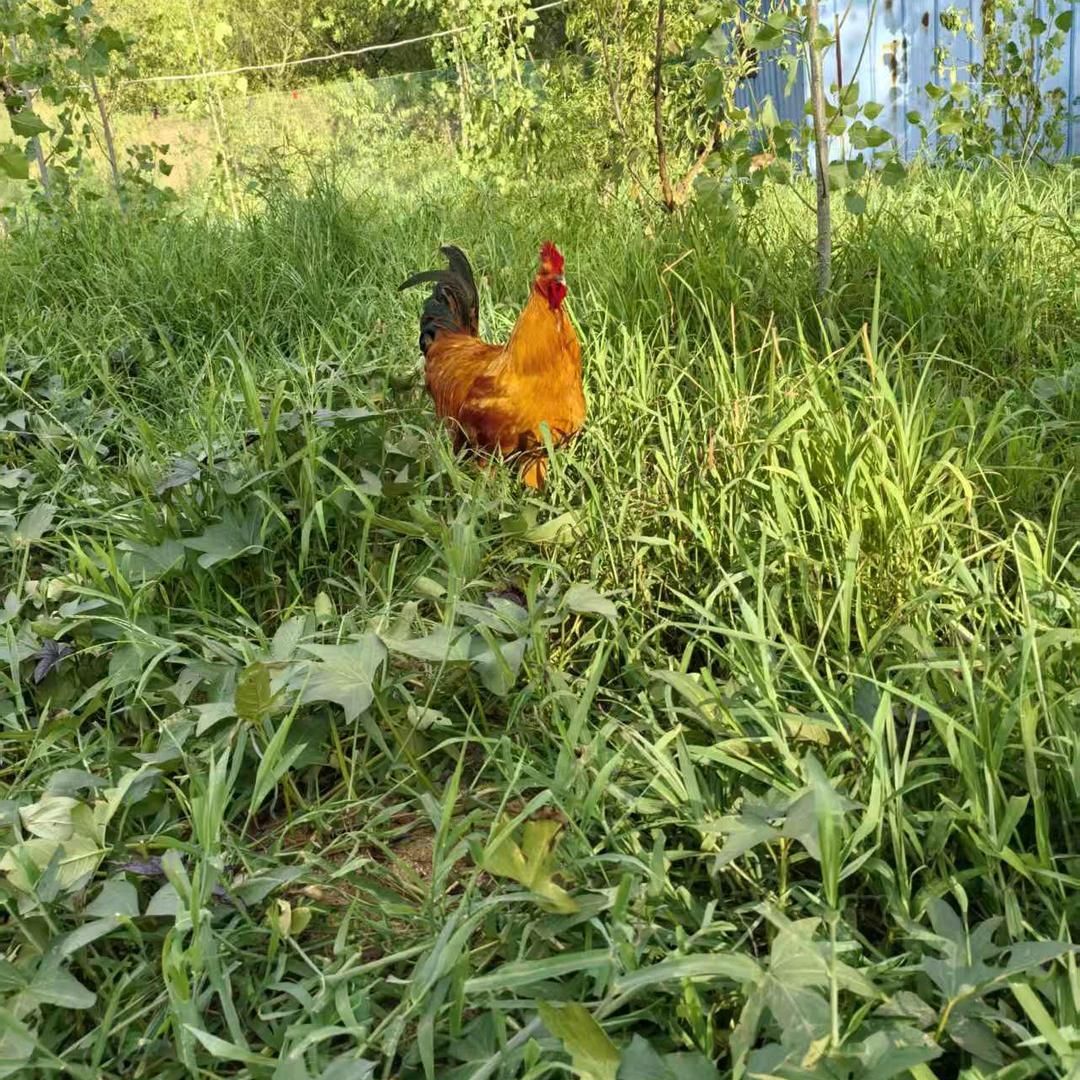 🌱一心只为一人🌱