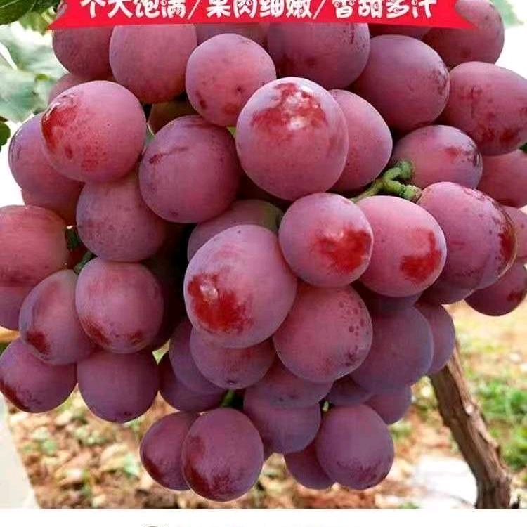 拾光果栈