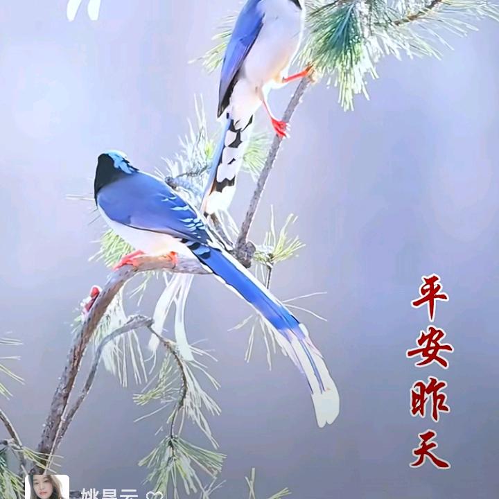 姚先生