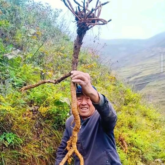 岷县福参滋补小铺