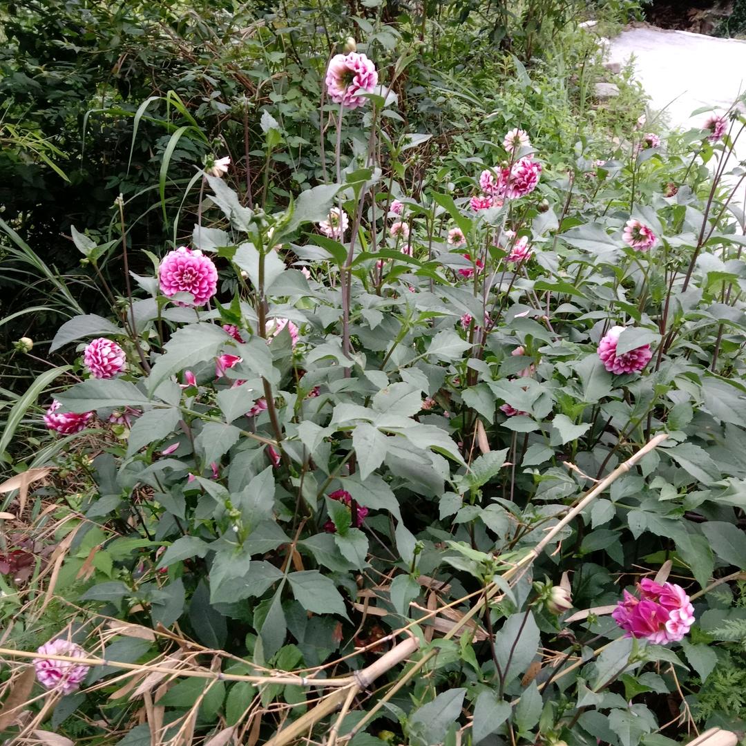 平淡人生