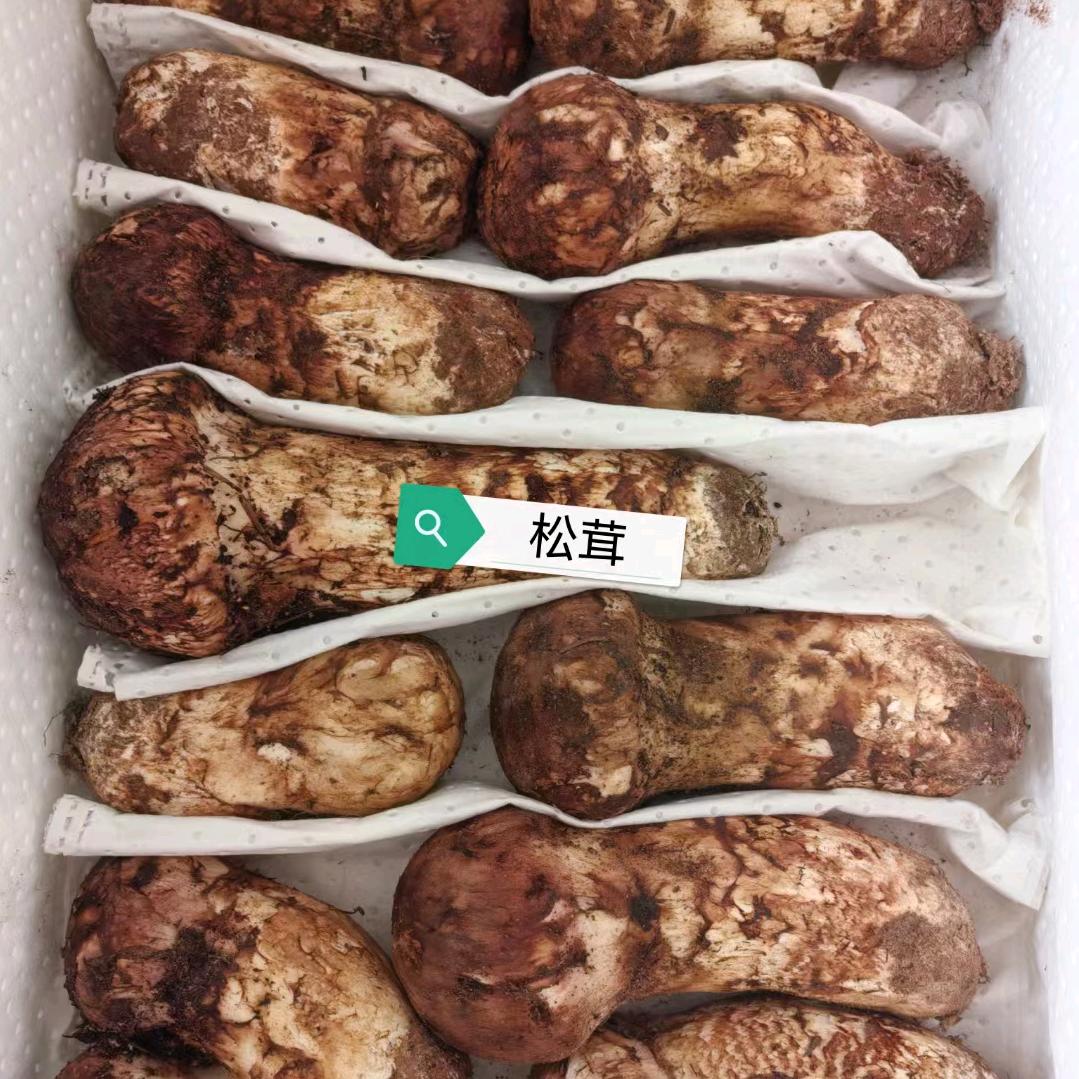 松茸批发商