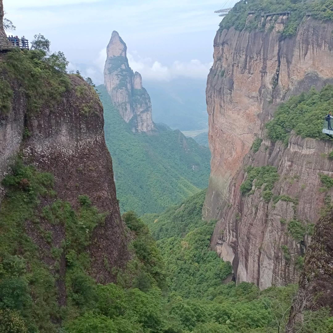 吉吉本人种植白茶，黄茶奶白茶专业户，