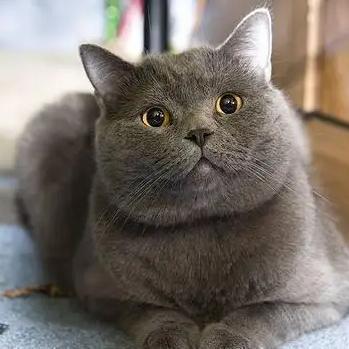 躲在草丛里的猫