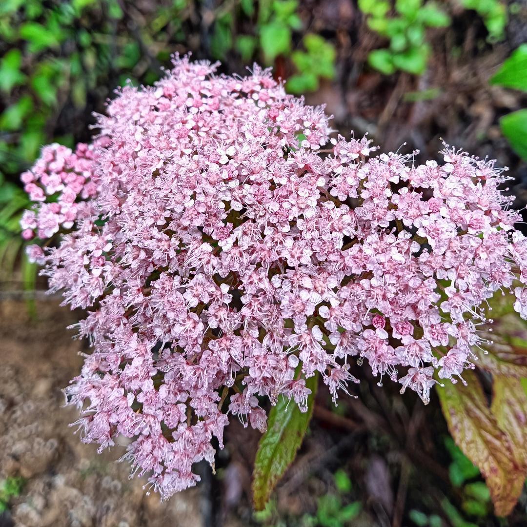 ☆玉儿☆