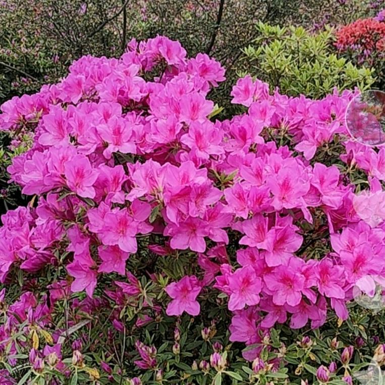 静🌹默🌹如🌹初