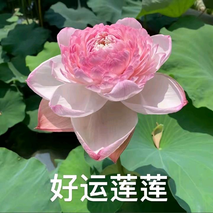 妹六