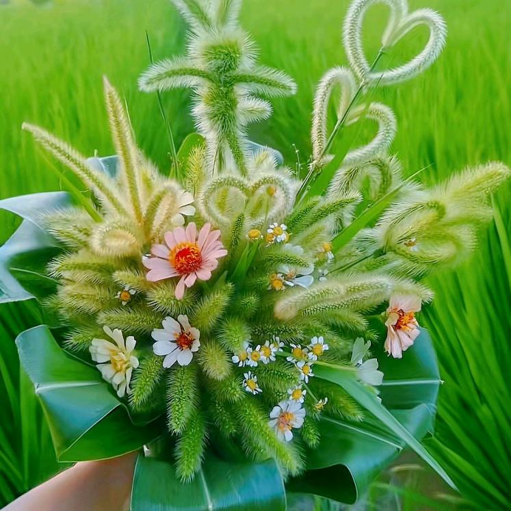 小芳芳