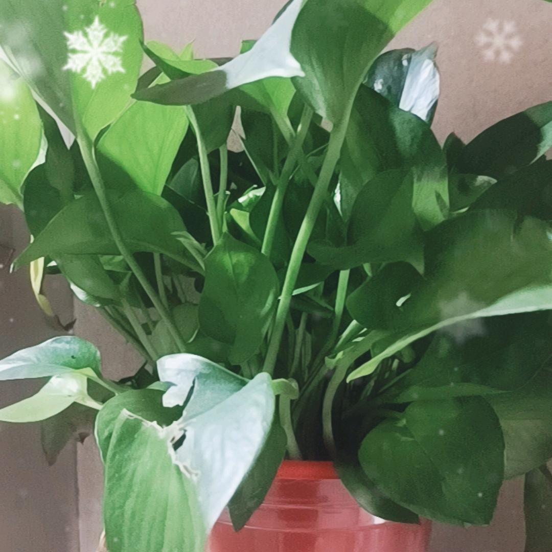 王王王