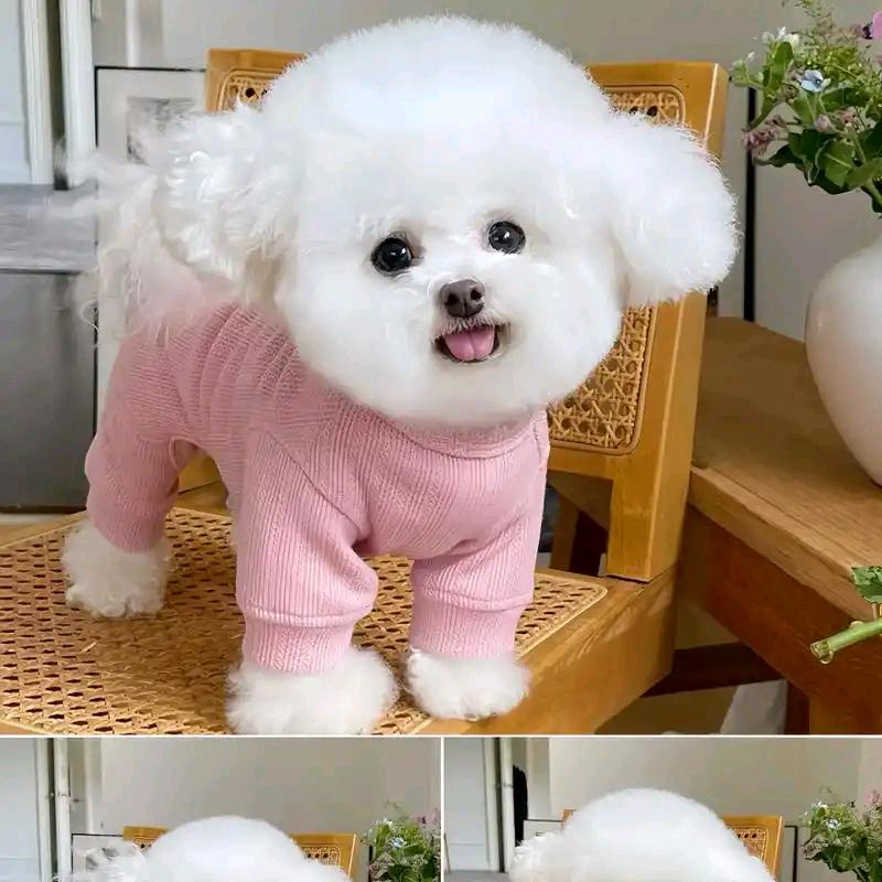 蛋蛋宠物用品