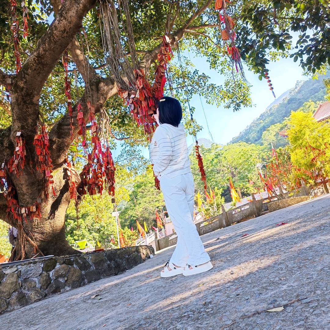 云南茶🍵🌼海春💐