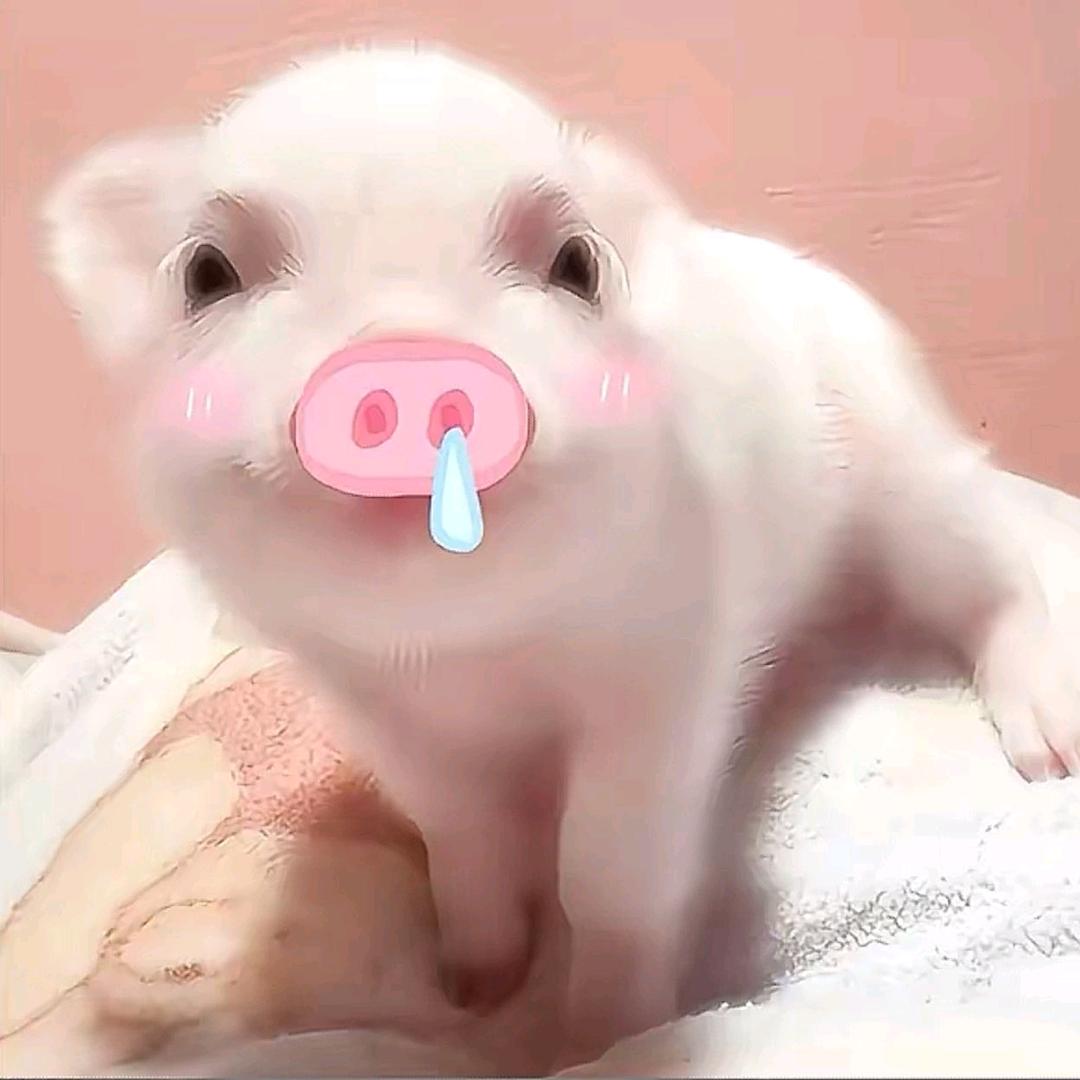记得猪猪🐷