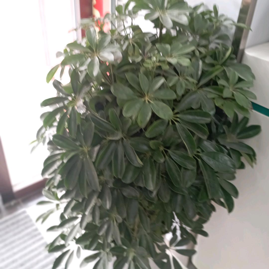 春暖花开