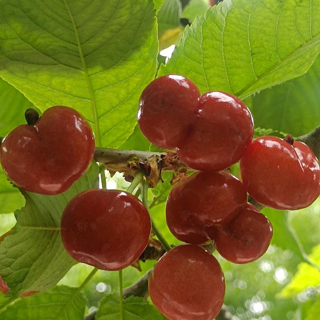 小树林休闲采摘樱桃园