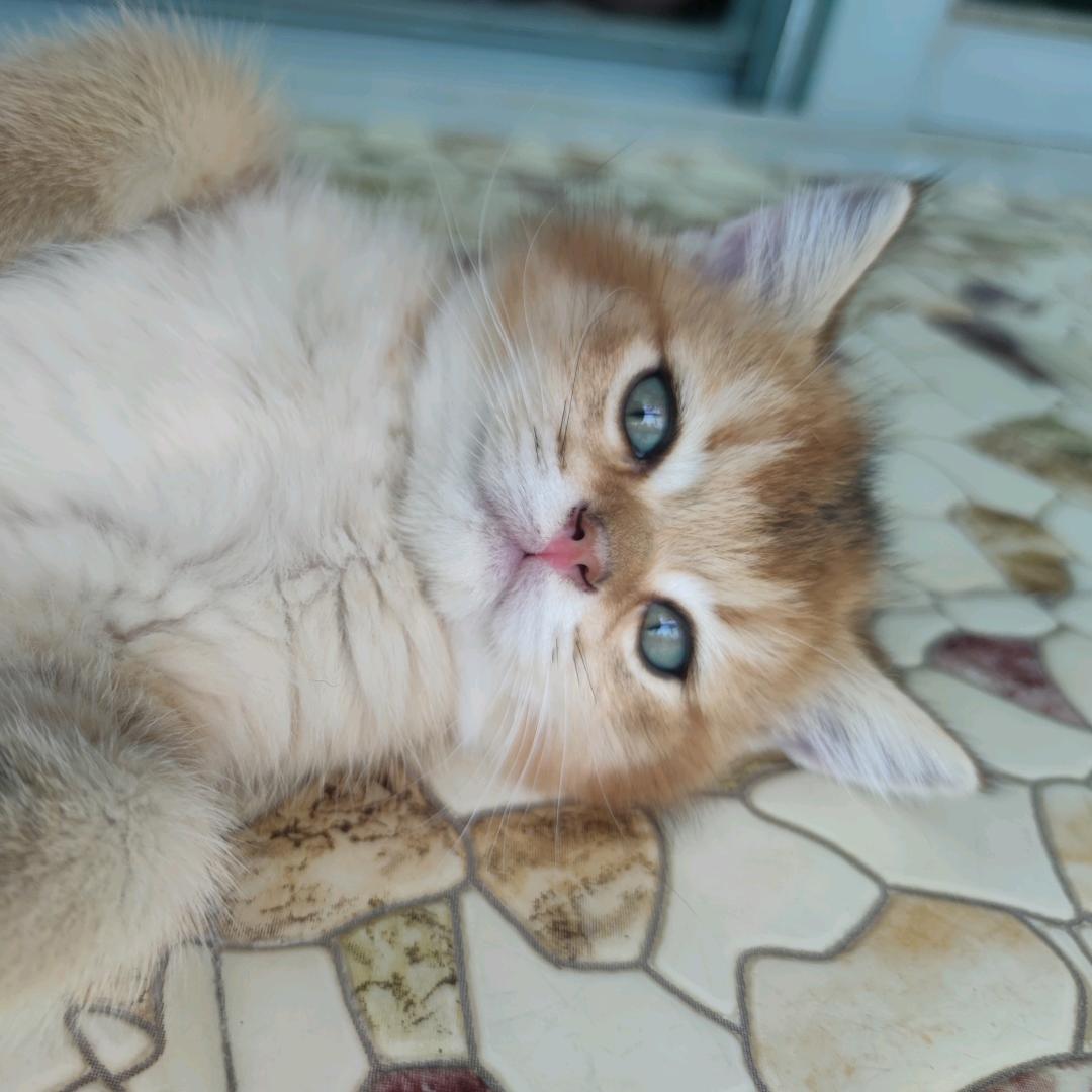 金银双喵🐈