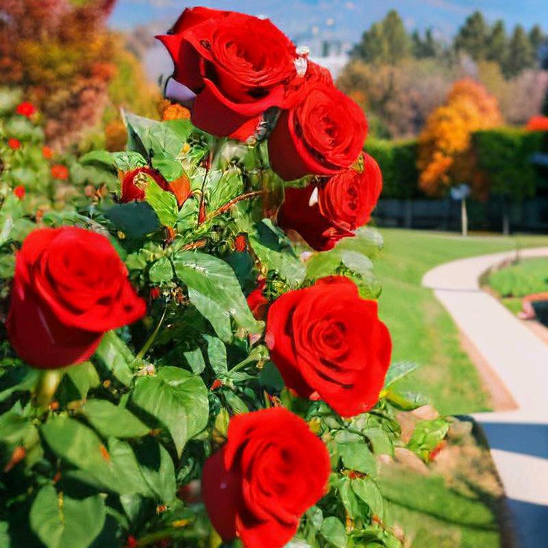 🌸((☀️风雨同行☀️))🌸