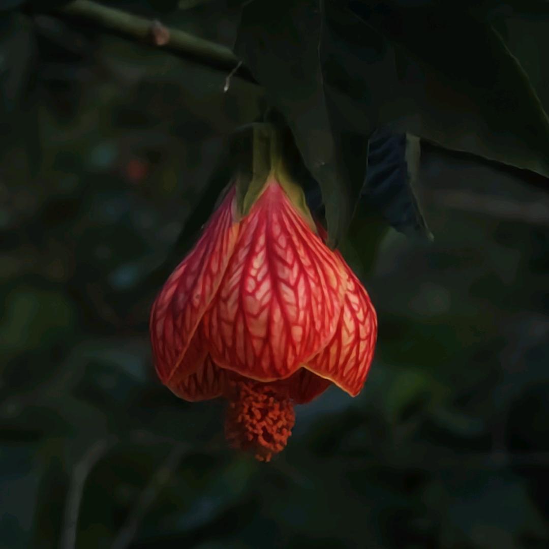 小芳