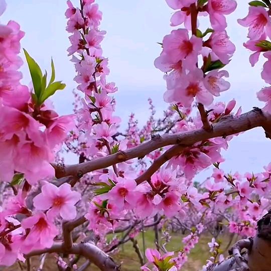 💞余生安好💞᪲